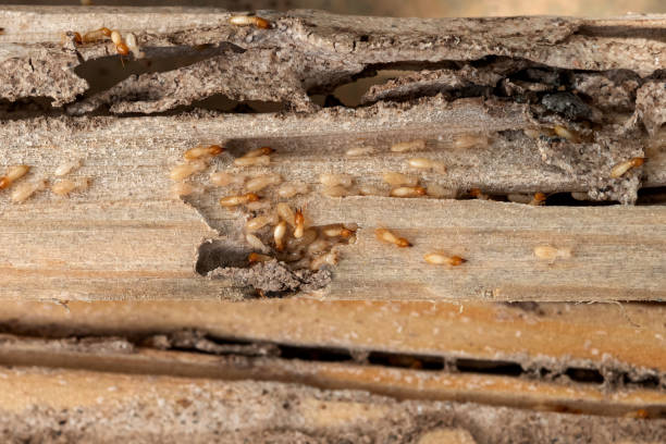 Best Mosquito Control Services  in Gloverville, SC